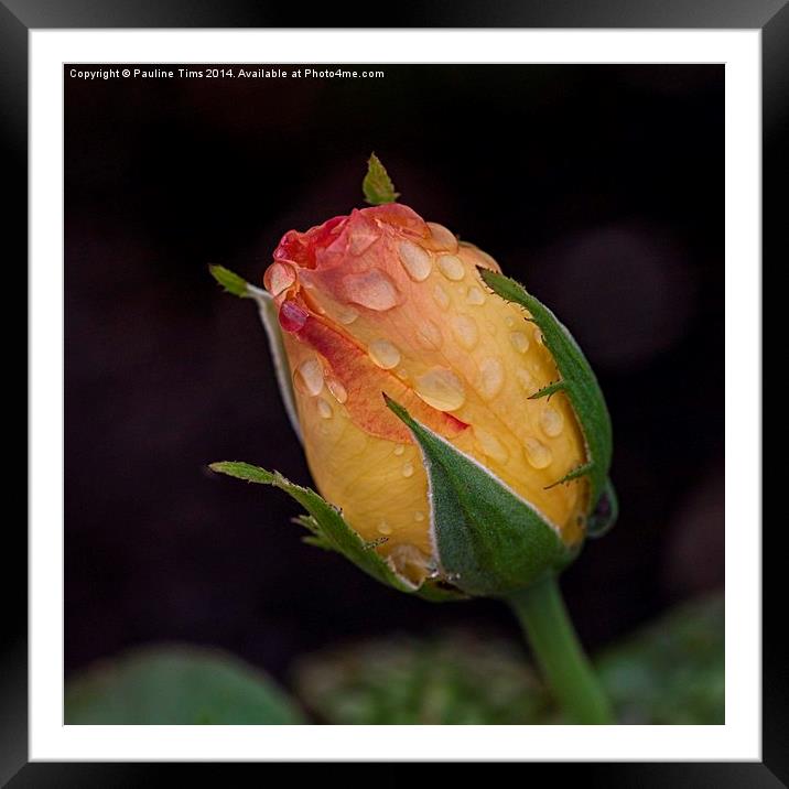 Emerging Rose with Raindrops Framed Mounted Print by Pauline Tims