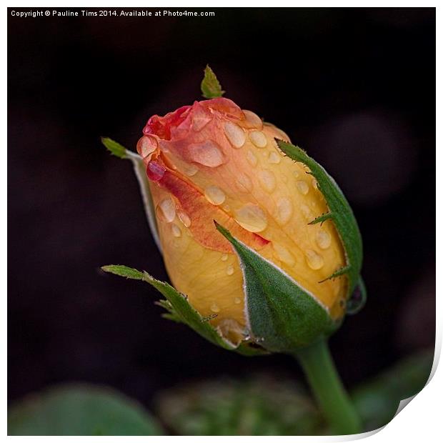 Emerging Rose with Raindrops Print by Pauline Tims