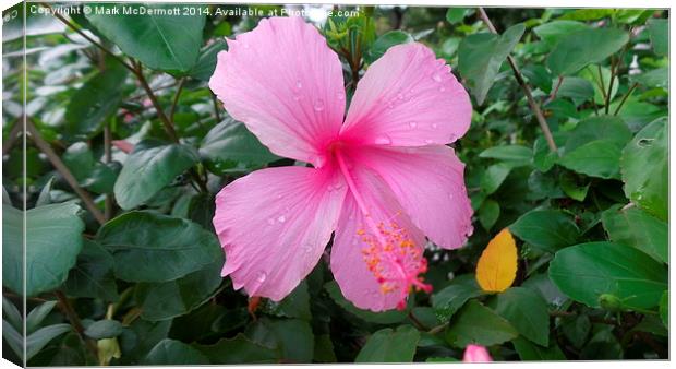Pink Flower in the Rain Canvas Print by Mark McDermott