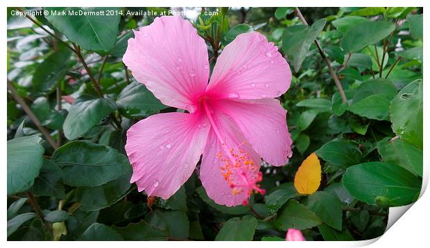 Pink Flower in the Rain Print by Mark McDermott