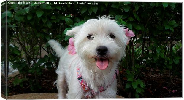 Westie with Flowers Canvas Print by Mark McDermott