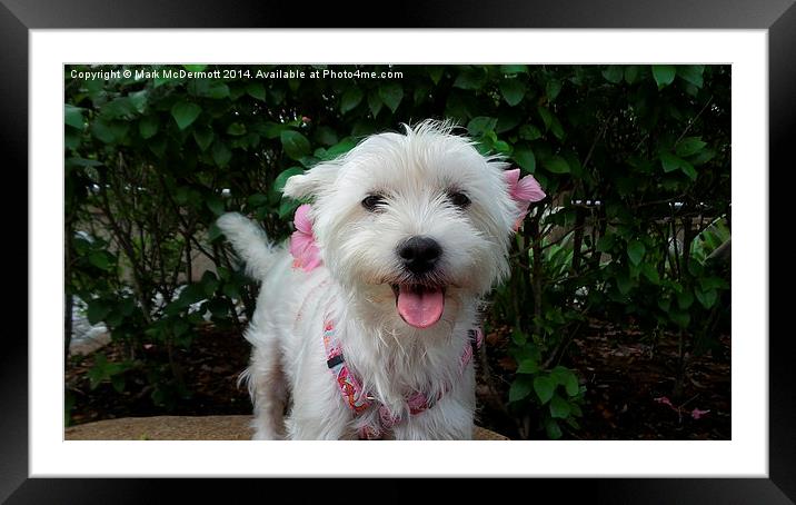 Westie with Flowers Framed Mounted Print by Mark McDermott