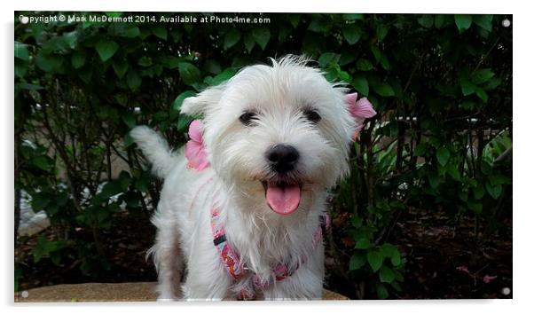 Westie with Flowers Acrylic by Mark McDermott