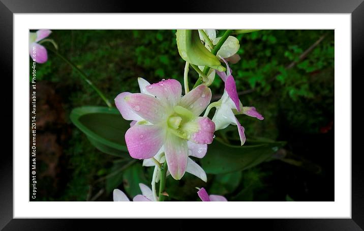 Little Orchid in the Rain Framed Mounted Print by Mark McDermott