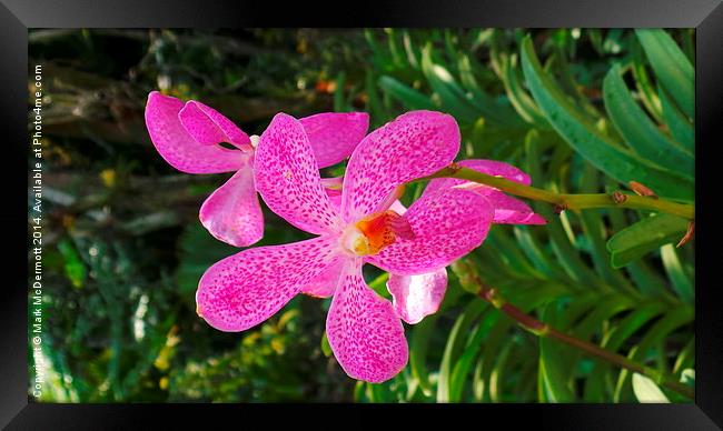 Pink Tiger Orchid Framed Print by Mark McDermott