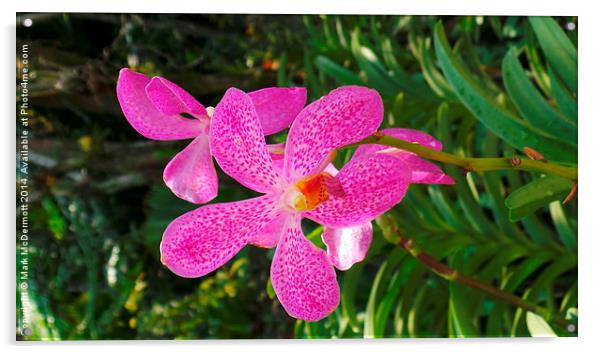 Pink Tiger Orchid Acrylic by Mark McDermott