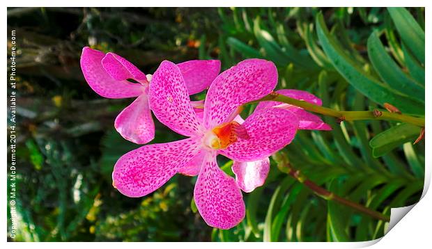 Pink Tiger Orchid Print by Mark McDermott