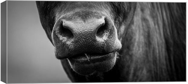 Nosey Cow Canvas Print by Keith Thorburn EFIAP/b