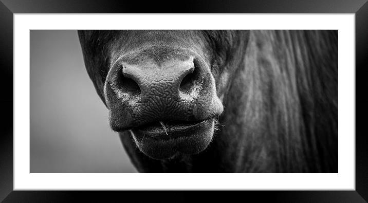 Nosey Cow Framed Mounted Print by Keith Thorburn EFIAP/b