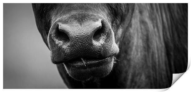 Nosey Cow Print by Keith Thorburn EFIAP/b