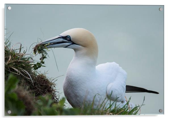 Gannets Acrylic by Keith Thorburn EFIAP/b