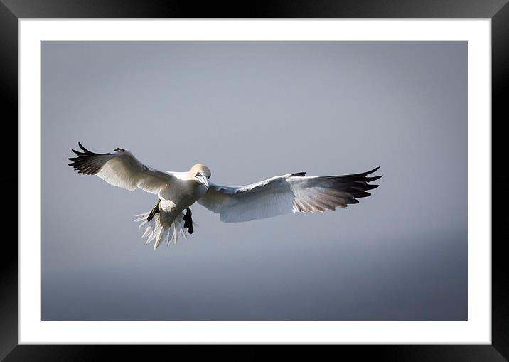 Gannets Framed Mounted Print by Keith Thorburn EFIAP/b