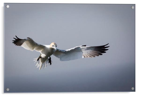 Gannets Acrylic by Keith Thorburn EFIAP/b