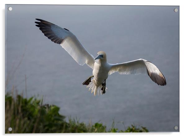 Gannets Acrylic by Keith Thorburn EFIAP/b