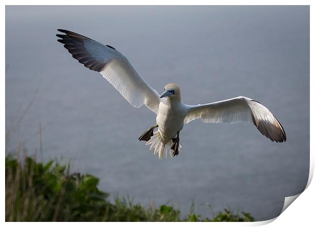 Gannets Print by Keith Thorburn EFIAP/b