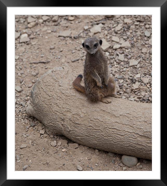Meerkat Framed Mounted Print by David Pacey