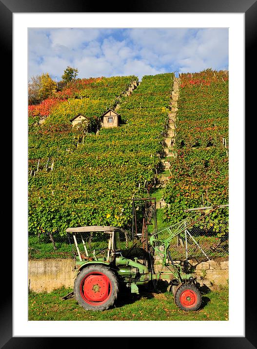 Vineyard with tractor in Stuttgart Framed Mounted Print by Matthias Hauser