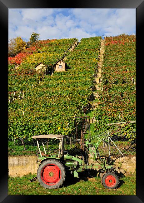 Vineyard with tractor in Stuttgart Framed Print by Matthias Hauser