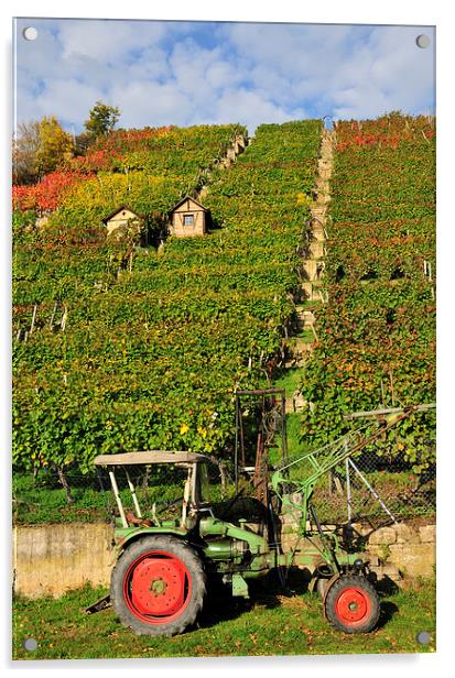 Vineyard with tractor in Stuttgart Acrylic by Matthias Hauser
