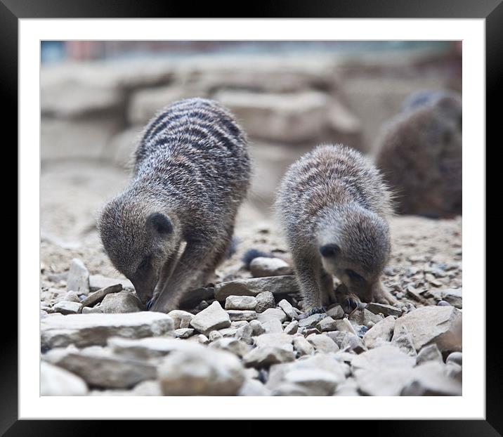 Two Meerkats Framed Mounted Print by David Pacey