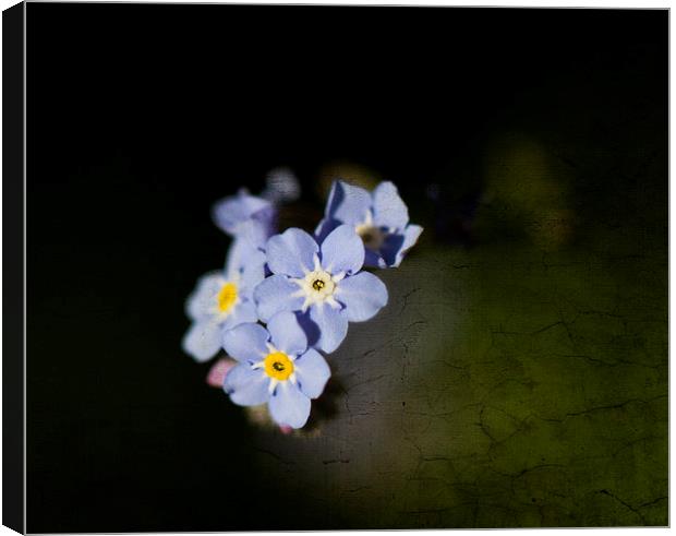 Forget-me-not with texture Canvas Print by Steve Hughes