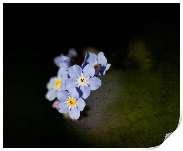 Forget-me-not with texture Print by Steve Hughes