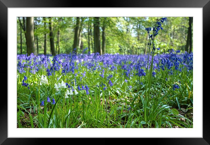 Chalet Wood Wanstead Park Bluebells Framed Mounted Print by David French