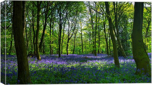 Chalet Wood Wanstead Park Bluebells Canvas Print by David French