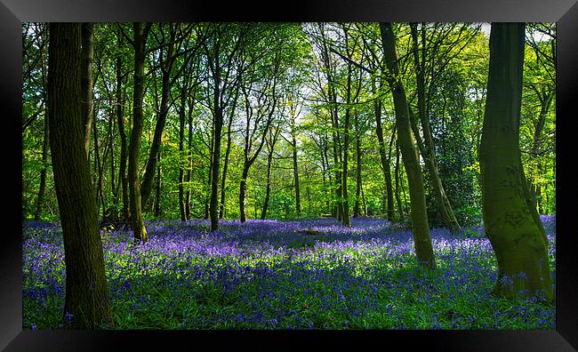 Chalet Wood Wanstead Park Bluebells Framed Print by David French