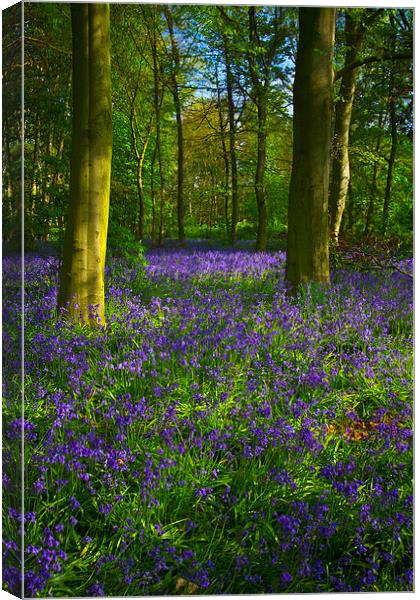 Chalet Wood Wanstead Park Bluebells Canvas Print by David French