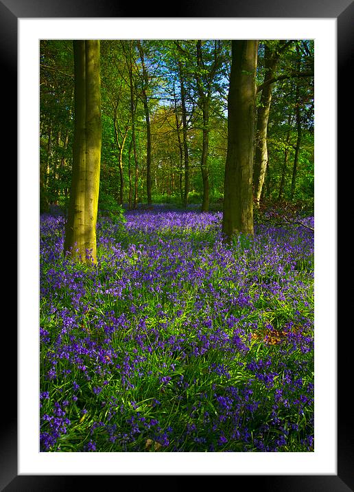 Chalet Wood Wanstead Park Bluebells Framed Mounted Print by David French