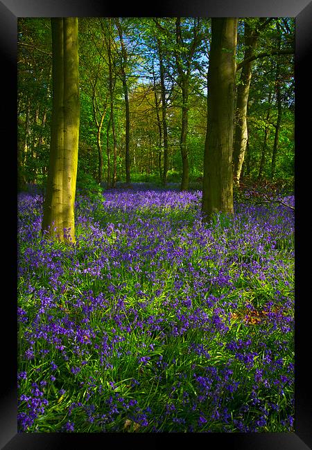 Chalet Wood Wanstead Park Bluebells Framed Print by David French