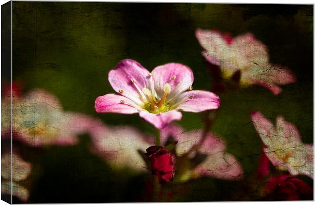 Tiny pink Saxifraga decipiens with texture Canvas Print by Steve Hughes