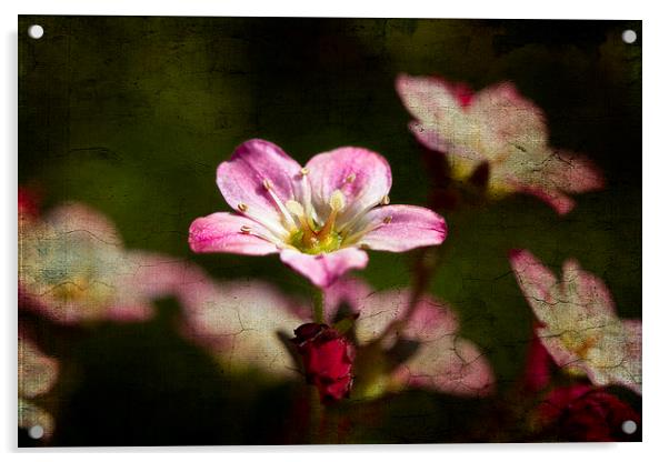 Tiny pink Saxifraga decipiens with texture Acrylic by Steve Hughes