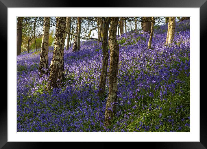 Bluebell Woodland Framed Mounted Print by Stuart Gennery