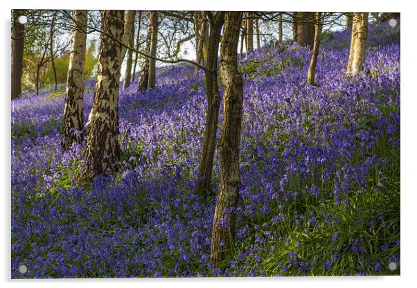 Bluebell Woodland Acrylic by Stuart Gennery