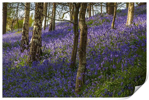 Bluebell Woodland Print by Stuart Gennery