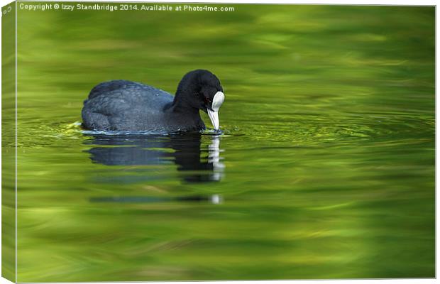 Coot on green water Canvas Print by Izzy Standbridge