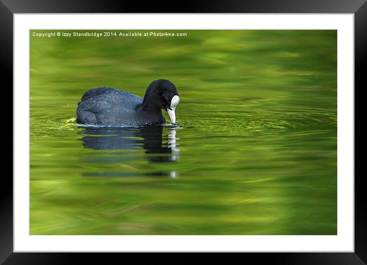 Coot on green water Framed Mounted Print by Izzy Standbridge