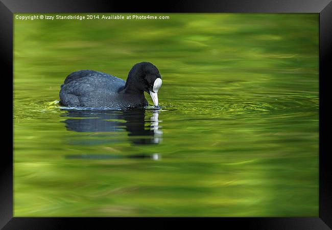 Coot on green water Framed Print by Izzy Standbridge