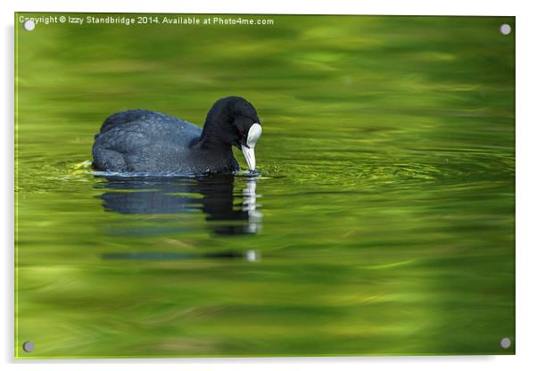Coot on green water Acrylic by Izzy Standbridge