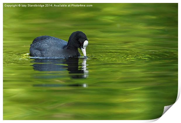 Coot on green water Print by Izzy Standbridge