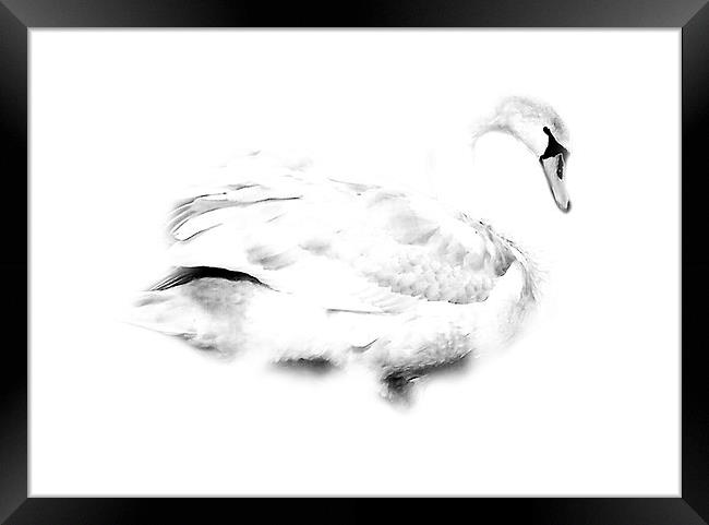 Swan Framed Print by Simon Alesbrook
