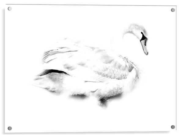 Swan Acrylic by Simon Alesbrook