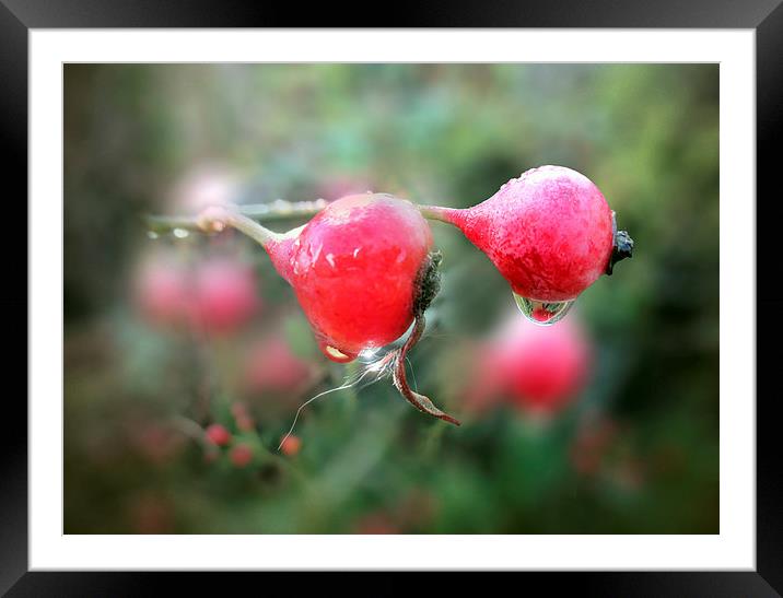Rosehip syrup Framed Mounted Print by Valerie Anne Kelly