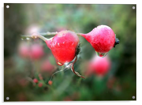 Rosehip syrup Acrylic by Valerie Anne Kelly