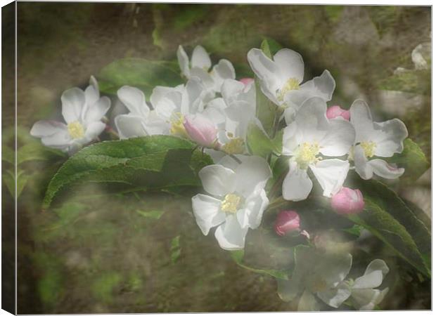 Spring Blossom Canvas Print by michelle whitebrook