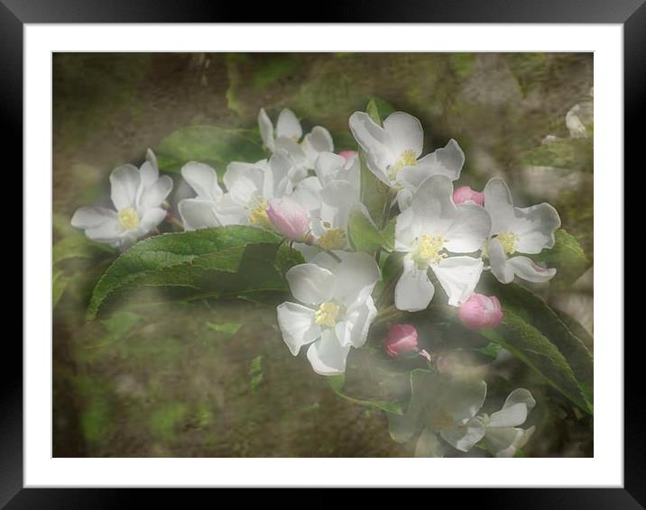 Spring Blossom Framed Mounted Print by michelle whitebrook