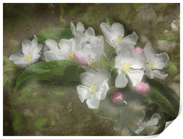 Spring Blossom Print by michelle whitebrook