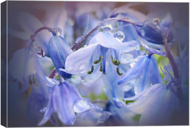 Bluebell glade Canvas Print by Valerie Anne Kelly